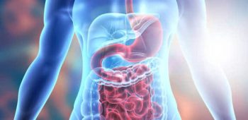 Human body digestive system anatomy. 3d illustration